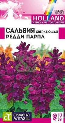 Цветы Сальвия Редди Парпл сверкающая (5 шт) Семена Алтая