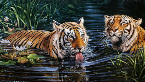 Тигры в воде 70х40 Ag 2569