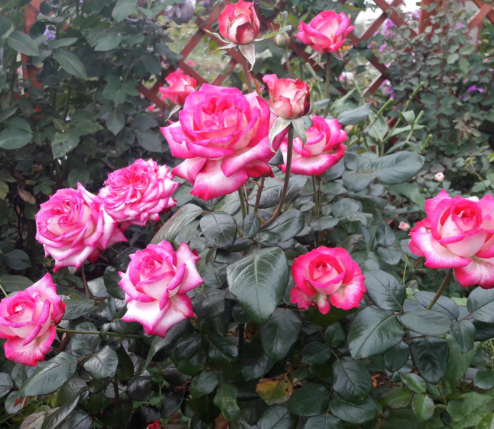 Файр Леди. Чайногибридные розы