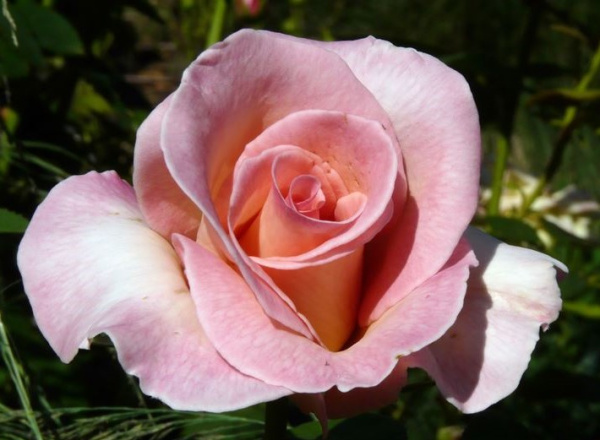 Сорт розы хулио иглесиас фото и описание