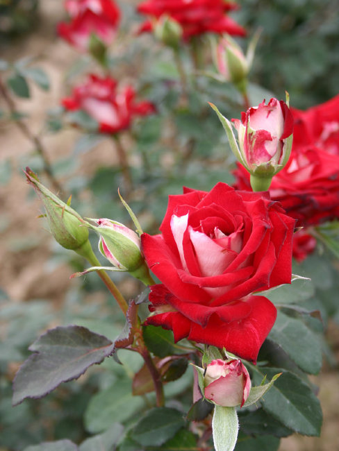 Сорт розы хулио иглесиас фото и описание