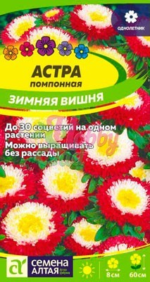 Цветы Астра Зимняя Вишня помпонная (0,2 гр) Семена Алтая