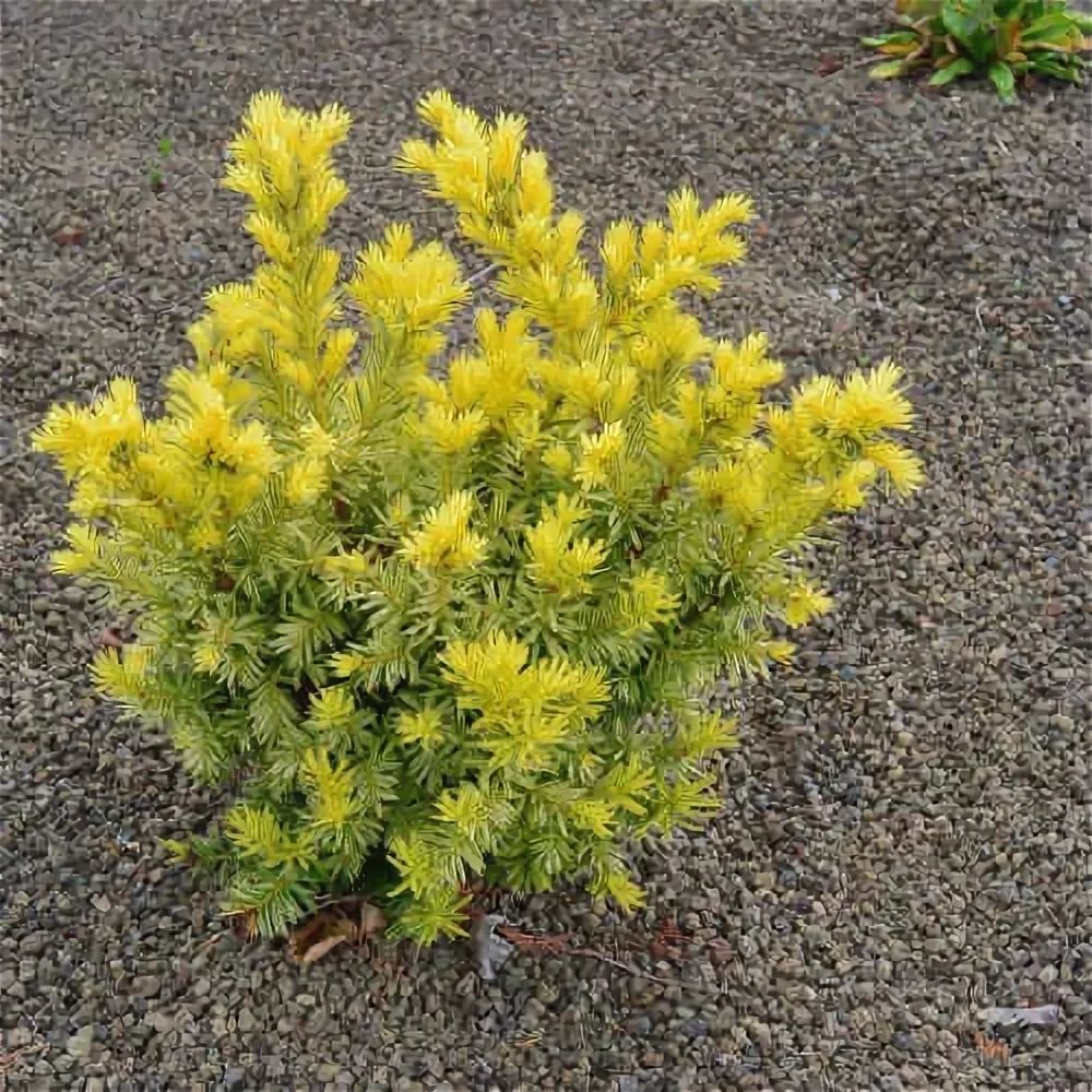 Taxus baccata Dwarf Bright Gold C2,5 15-20