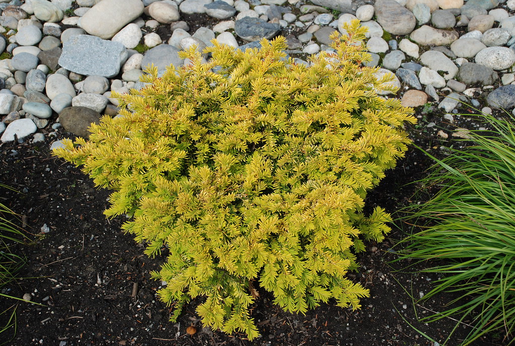 Taxus baccata Dwarf Bright Gold C2,5 15-20