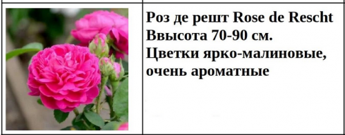 Роз де решт Rose de Rescht В