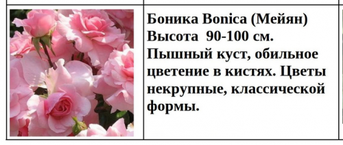 Боника Bonica (Мейян)