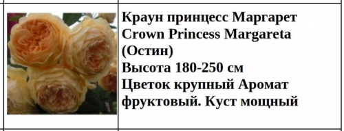 Краун принцесс Маргарет Crown Princess Margareta (Остин)