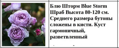 Блю Шторм Blue Storm Шраб