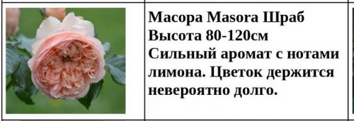 Масора Masora Шраб
