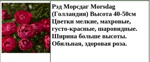Рэд Морсдаг Morsdag (Голландия)