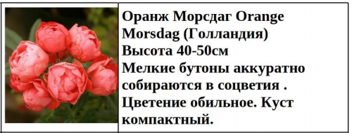 Оранж Морсдаг Orange Morsdag (Голландия)