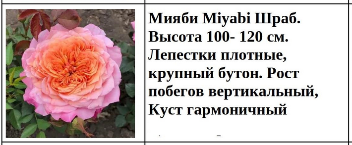 Мияби Miyabi Шраб.