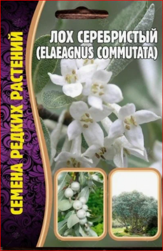 45 р. 51 р.Семена Лох серебристый (Elaeagnus commutata) 5 сем. ЯГОДЫ СЪЕДОБНЫ. ФОРМА ЗАВИСИТ ОТ ФОРМИРОВКИ