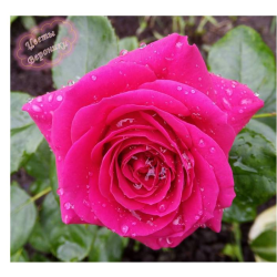 роза чайно-гибридная Биг Перпл