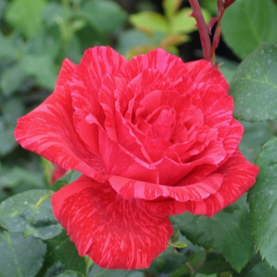 роза чайно-гибридная Ред Интуишен