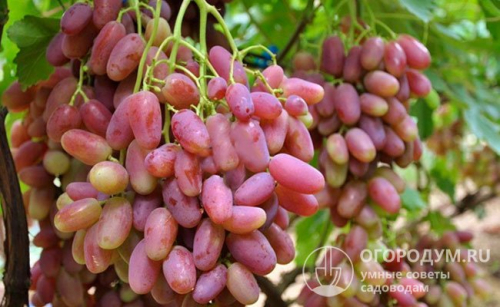 виноград Преображение ЗКС