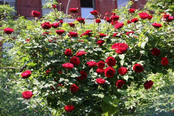 Роза дон жуан фото и описание отзывы