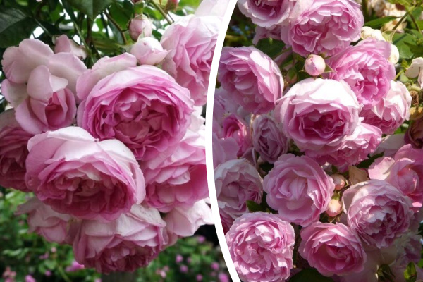 розы ПЛЕТИСТЫЕ Жасмина