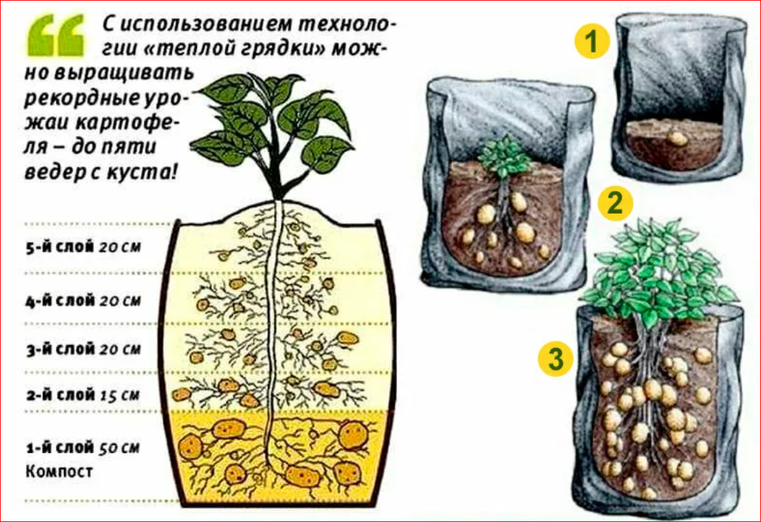 Выращивание картофеля в мешках. Вырастить картофель в мешке. Сажаем картофель в мешках. Картофель растет в мешках. Выращивание картофеля домашних условиях