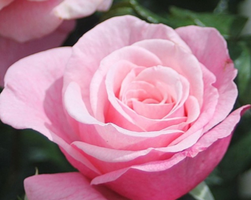 Роза Лесная Ягода Wildberry