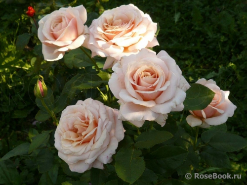 Роза Пауль Рихард Paul Ricard