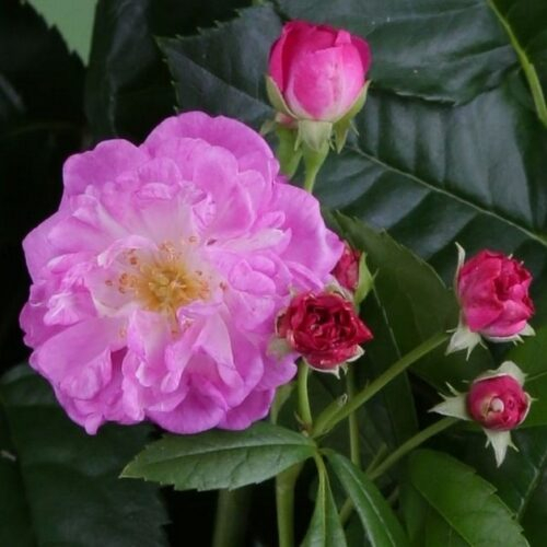 Perennial Rosalie