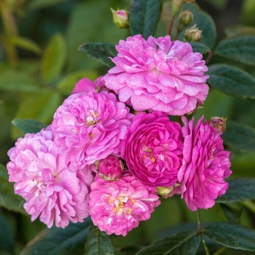 Perennial Rosalie