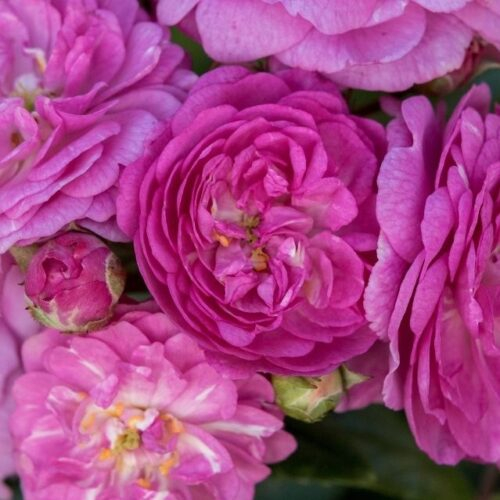 Perennial Rosalie