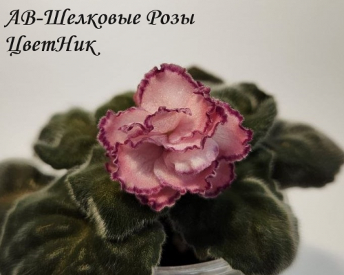 Фиалка АВ-Шелковые Розы (876-74)