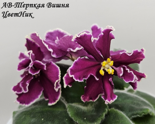 Фиалка АВ-Терпкая Вишня