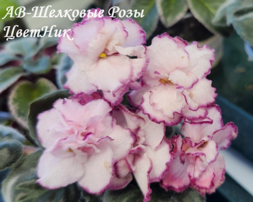 Фиалка АВ-Шелковые Розы (876-74)