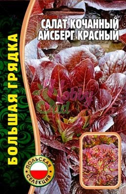 Салат Айсберг кочанный красный (1000 шт) ЭКЗОТИКА