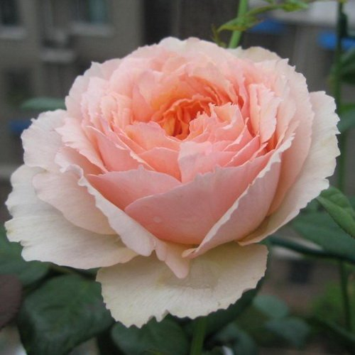 Роза Салманасар