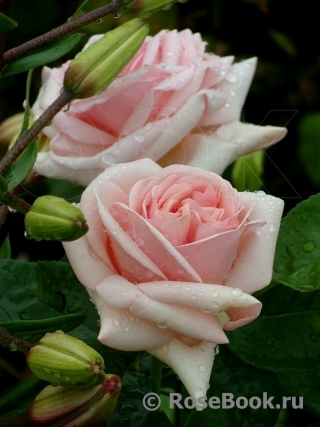 Роза Афродита
