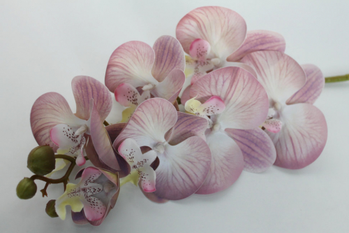 В11435 Б/С Орхидея латекс
