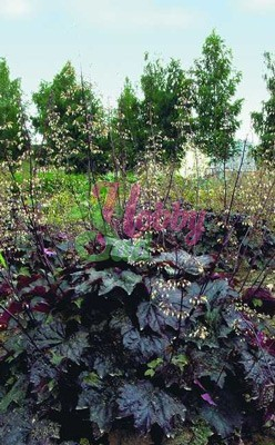Цветы Гейхера Пурпурный замок (0,01 г) Русский Огород