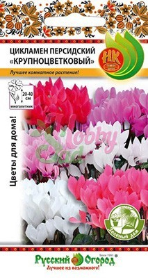 Цветы Цикламен Крупноцветковый персидский комнатный (5 шт) Русский Огород