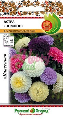 Цветы Астра Помпон смесь (0,3 г) Русский Огород