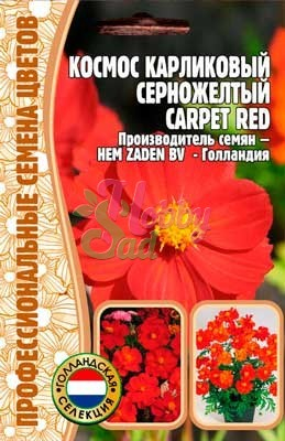 Цветы Космос Карпет Ред карликовый серножёлтый (15 шт) ЭКЗОТИКА