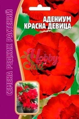 Цветы Адениум Красна Девица (3 шт) ЭКЗОТИКА Комнатные