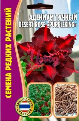 Цветы Адениум Парплкинг (PurpleKing) (3 шт) ЭКЗОТИКА Комнатные