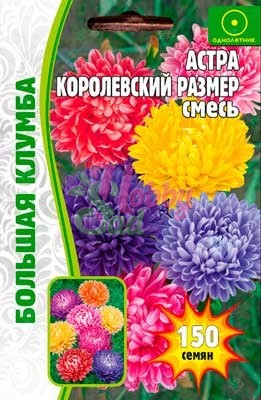 Цветы Астра Королевский размер смесь (200 шт) ЭКЗОТИКА