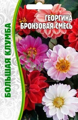 Цветы Георгина Бронзовая смесь (20 шт) ЭКЗОТИКА