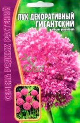 Цветы Лук декоративный Гигантский (30 шт) ЭКЗОТИКА