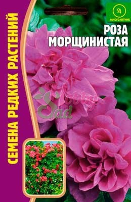 Цветы Роза Морщинистая (10 шт) ЭКЗОТИКА