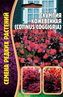 Цветы Скумпия Кожевенная (20 шт) ЭКЗОТИКА