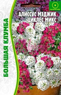 Цветы Алиссум Мэджик Циклес микс (лобулярия) (0,1 гр) ЭКЗОТИКА