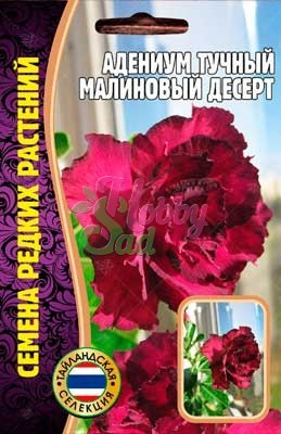 Цветы Адениум Малиновый Десерт (3 шт) ЭКЗОТИКА Комнатные