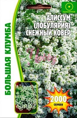 Цветы Алиссум Снежный ковер (лобулярия) (2000 шт) ЭКЗОТИКА