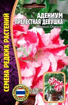 Цветы Адениум Прелестная Девушка (3 шт) ЭКЗОТИКА Комнатные